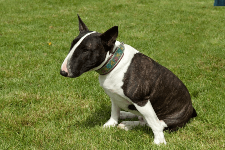 Black Brindle and White Bull Terrier