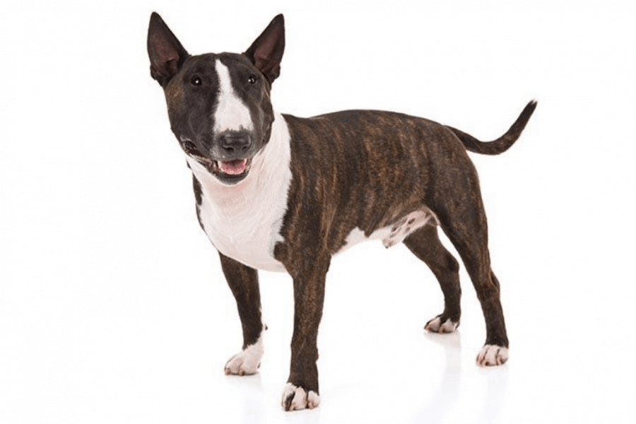 Brindle and White Bull Terrier
