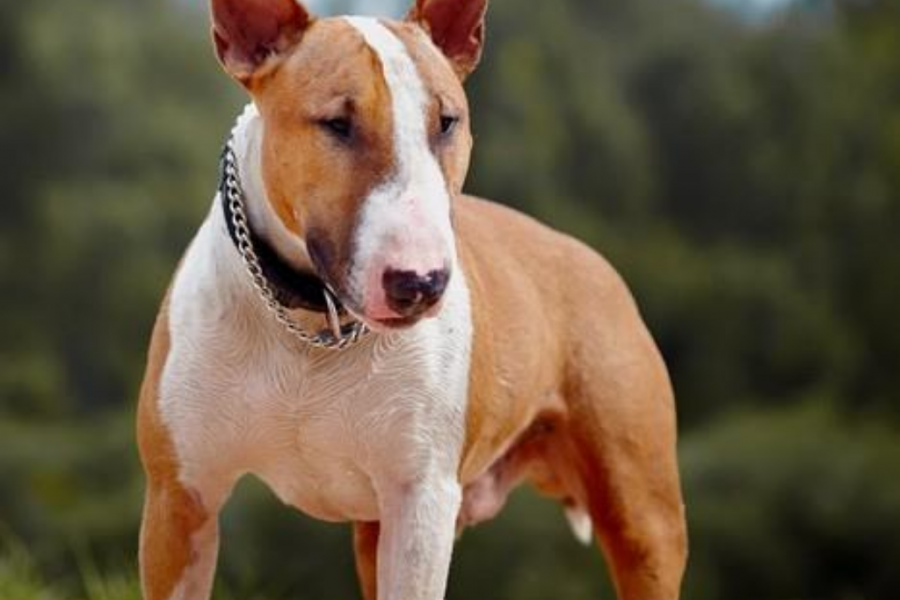 Red and White Bull Terrier