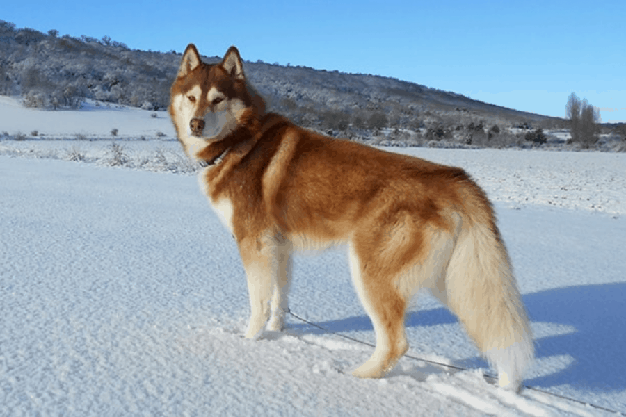 Red and White husky