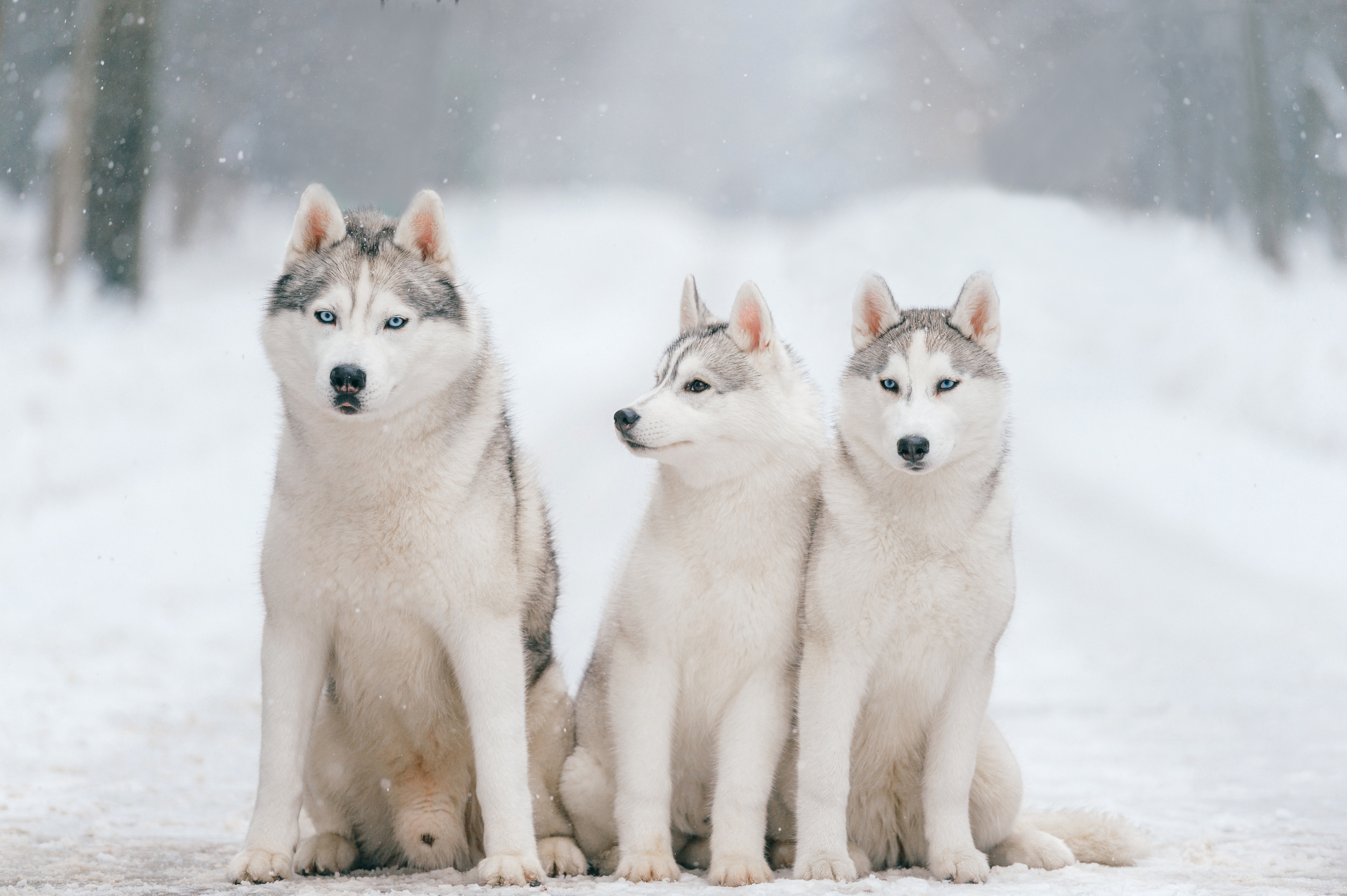 siberian husky as a family dog