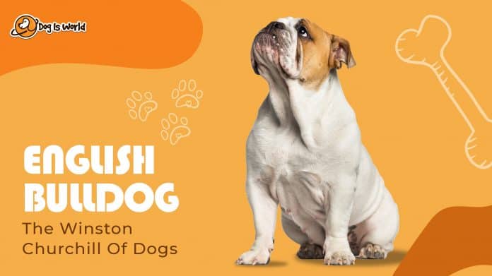 english bulldog on an orange background