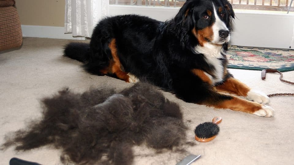 Everything You Need to Know About Bernese Mountain Dog Shedding