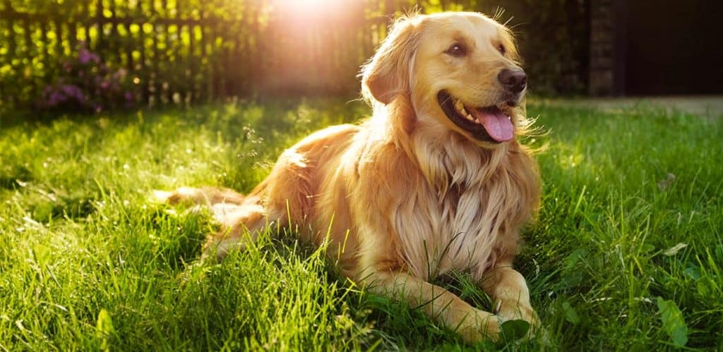 Golden Retriever | Dog Breed Information [Complete Guide]