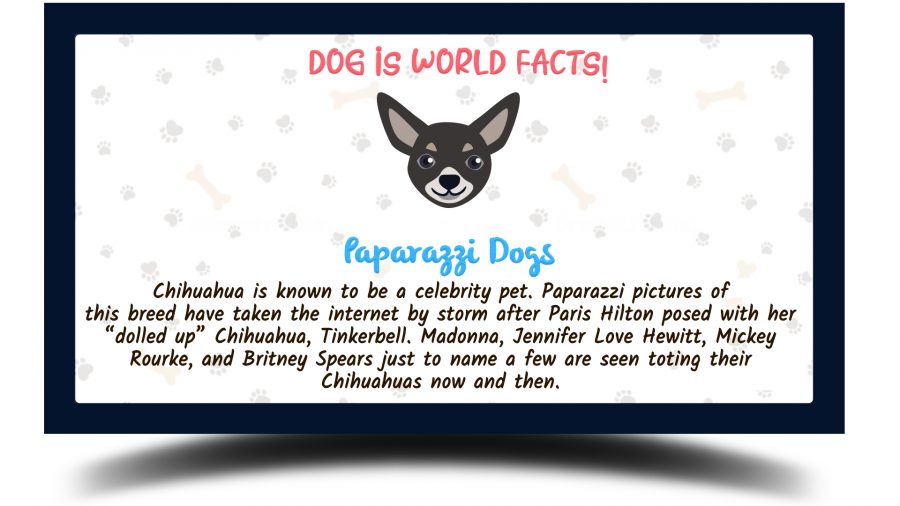 chihuahua facts