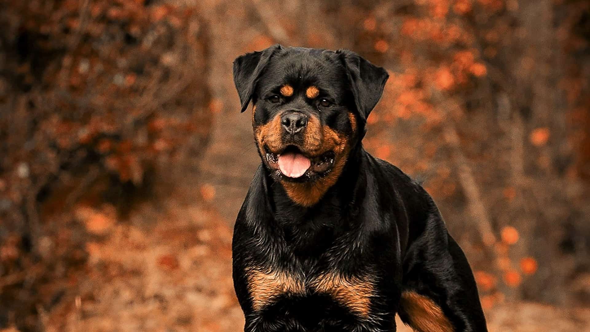 How Old Do Male Rottweilers Have To Be To Breed