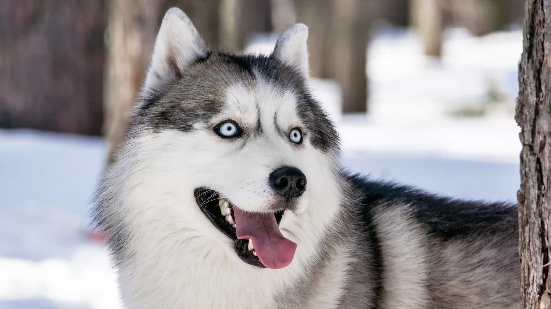 Are Siberian Huskies Smart? Are Siberian Huskies Smart
