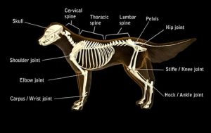 limping hip pethealthnetwork severity arthritis cartilage lameness