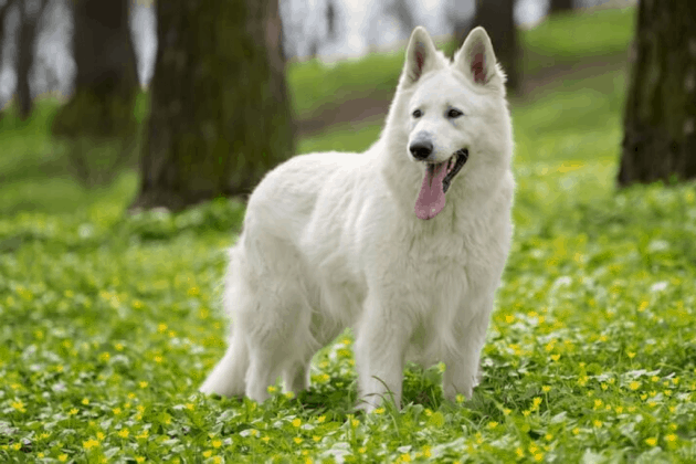 German Shepherd | Dog Breed Information [Complete Guide]