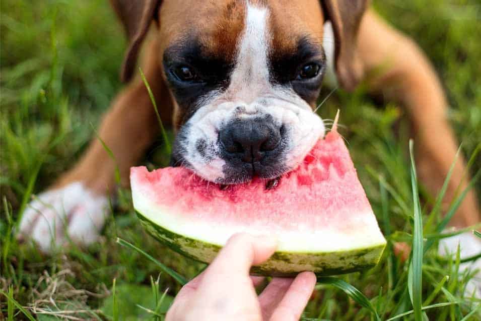 Water-And-Fruits-for-dogs