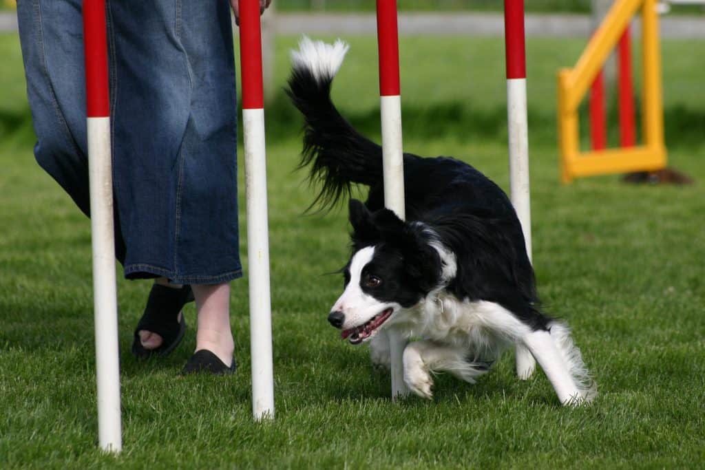 What Makes The Border Collie The Smartest Dog Breed In The World?