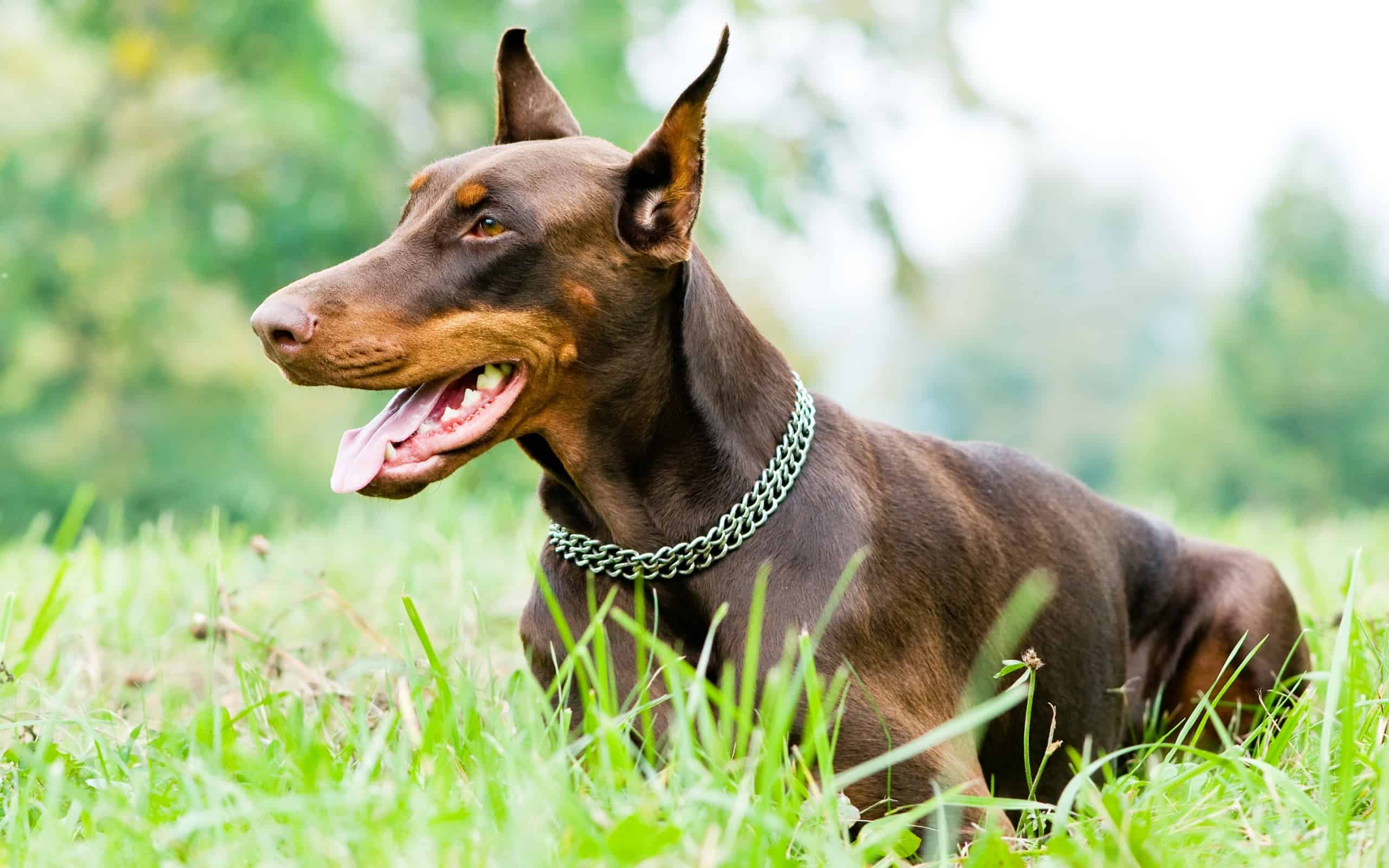 Doberman Pinscher Dog Breed Information (Updated Guide)