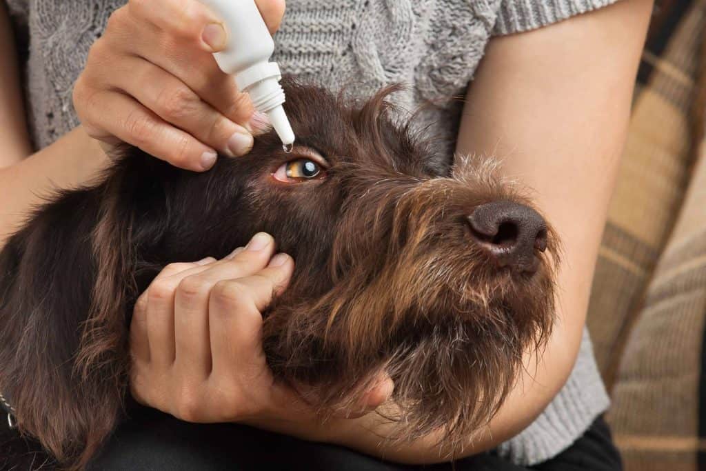 Dog Eye Discharge Causes and Remedies Dog is World