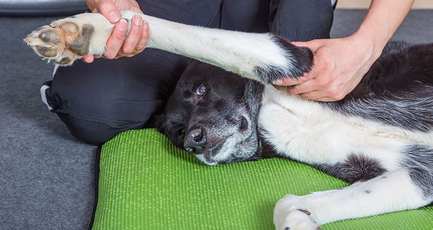 dog limping home remedies