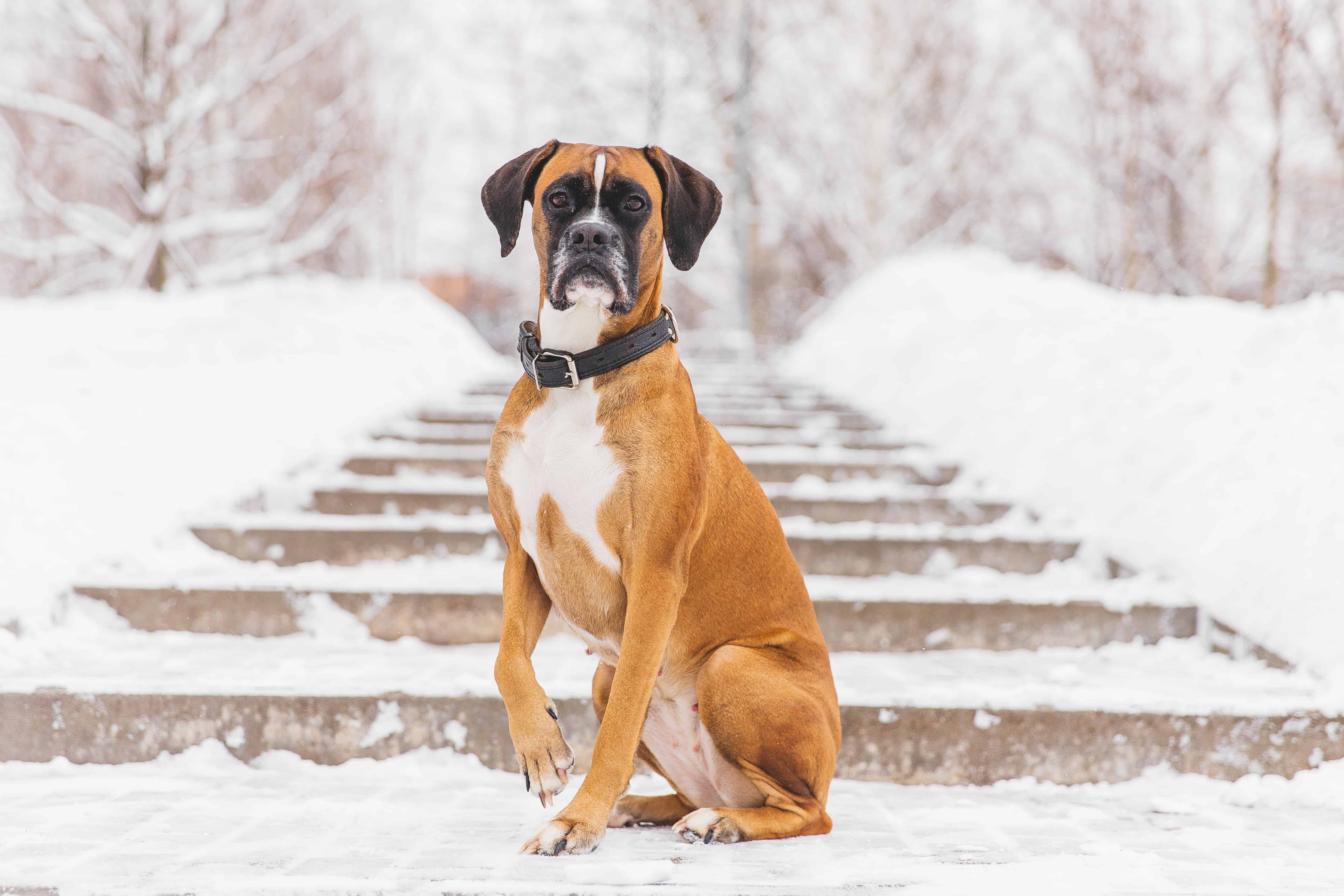 Boxer Dog Breed Information Guide] Dog is World