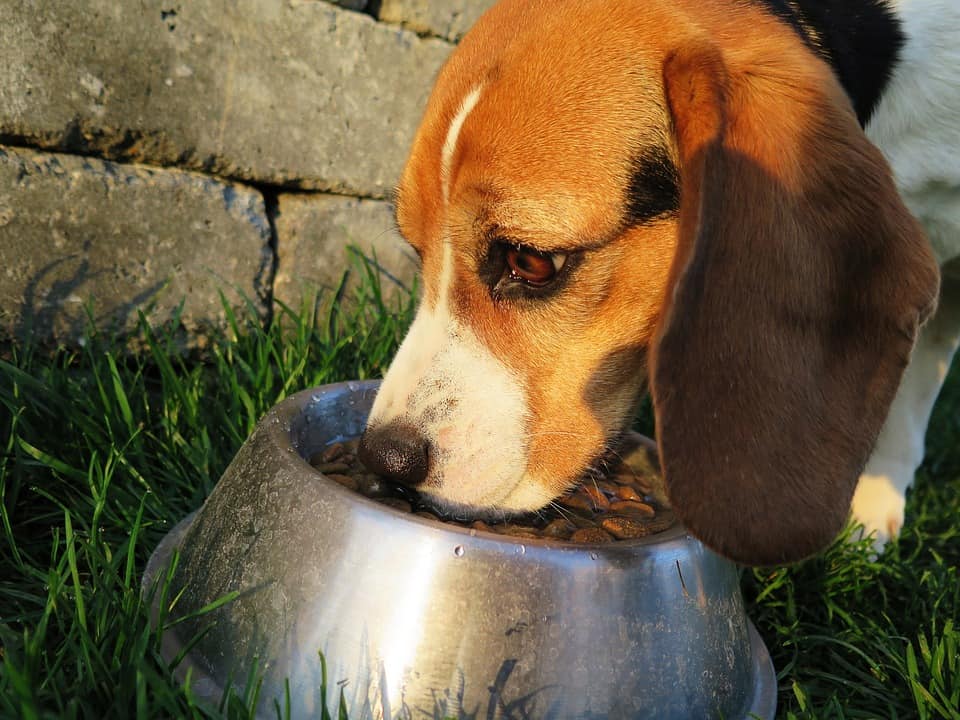 Dog Nutrition By Age