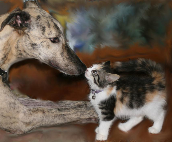 Greyhound Behavior with cats