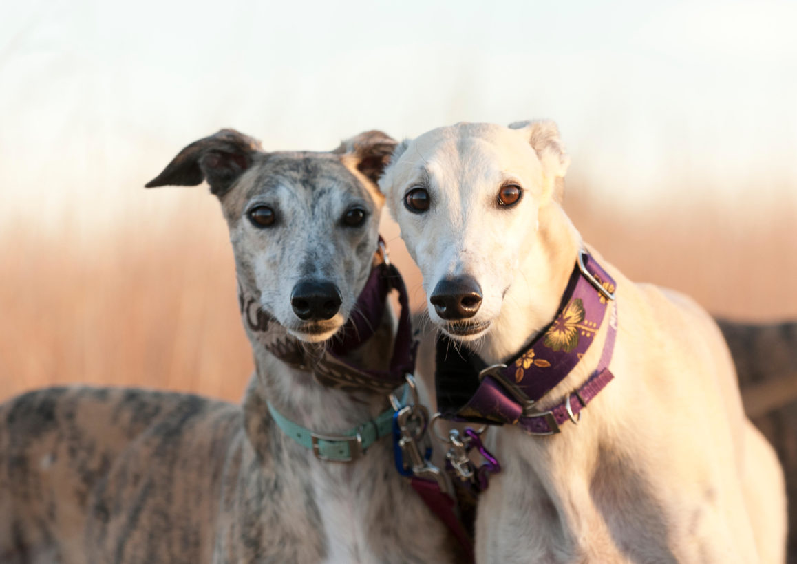 Does The Rampur Greyhound Have Canine Distemper