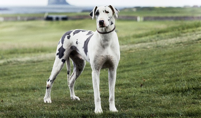 Great Dane Complete Information Guide Dog is World