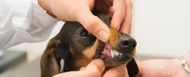 dental prophylaxis dog