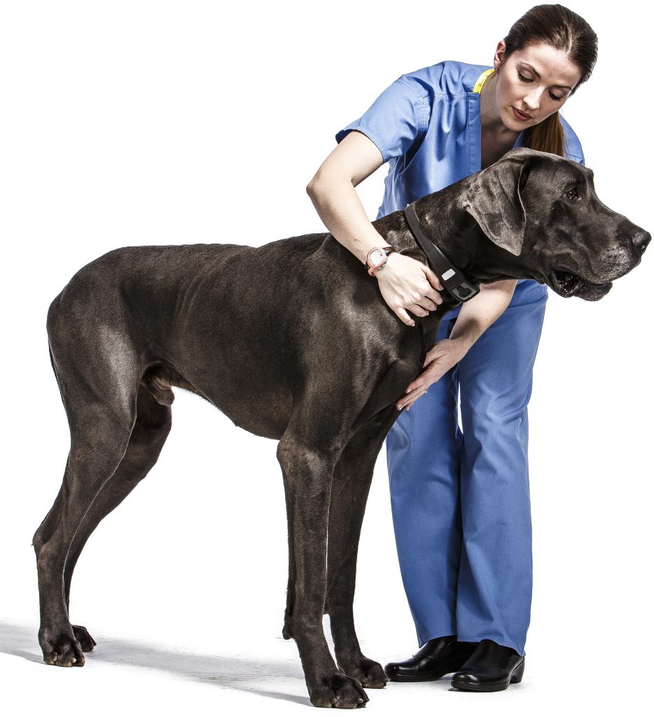 great dane with doctor