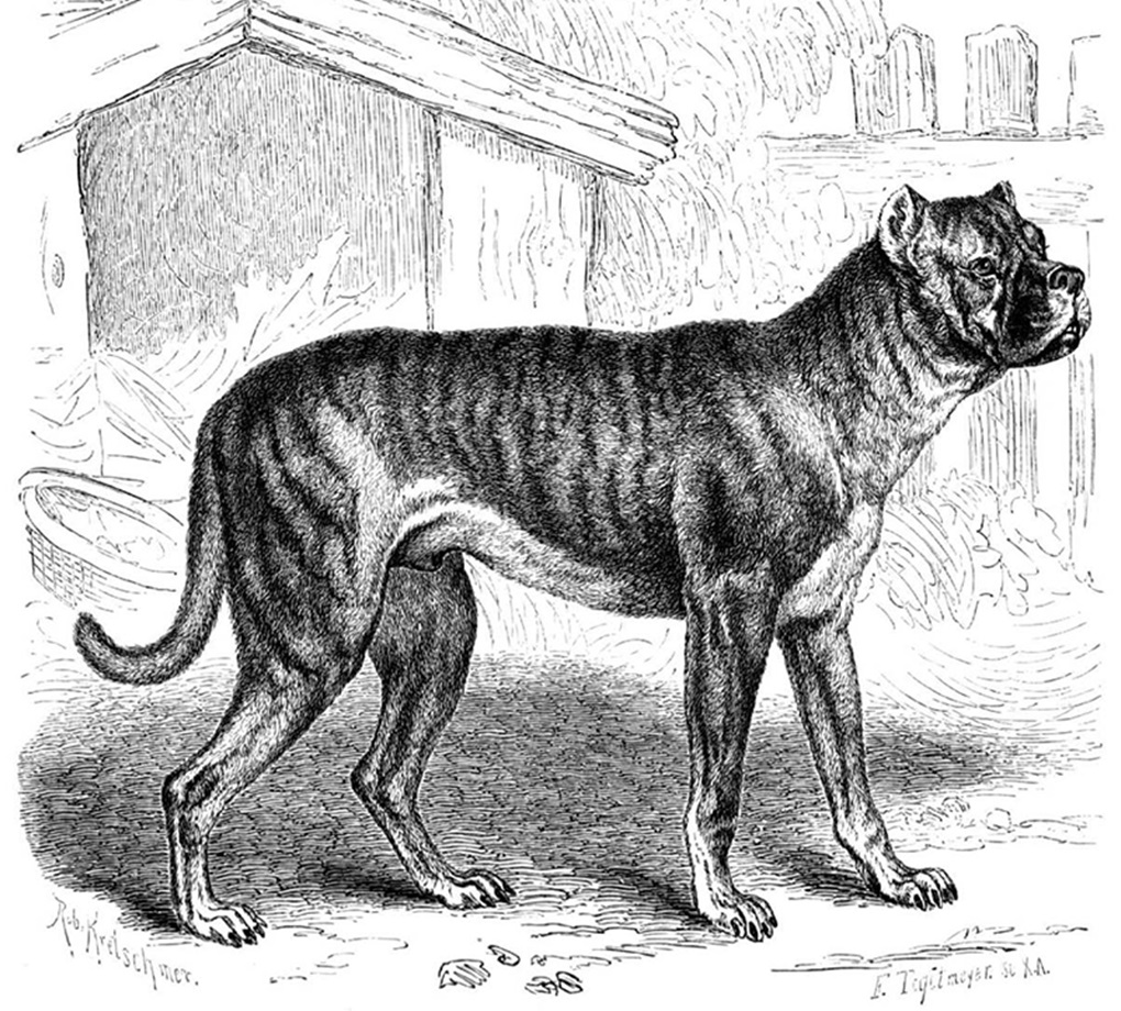 history of dog