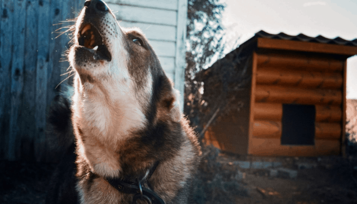 dog howling in front of a brown kennel