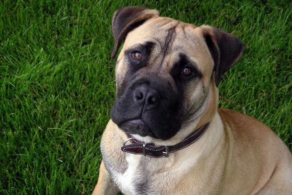 English Mastiff | Dog Breed Information [Complete Guide]