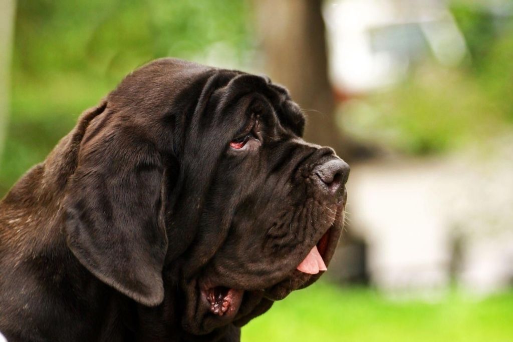 English Mastiff | Dog Breed Information [Complete Guide]