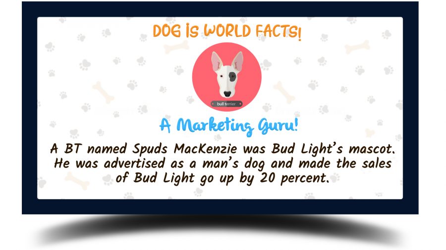 bull terrier fun facts