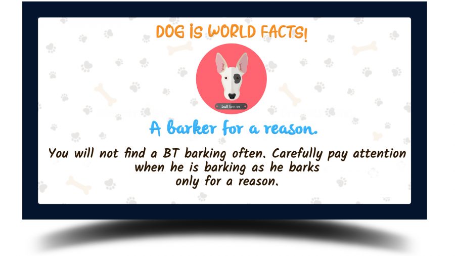 bull terrier fun facts