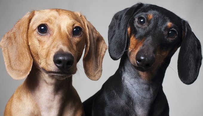 About Dachshunds