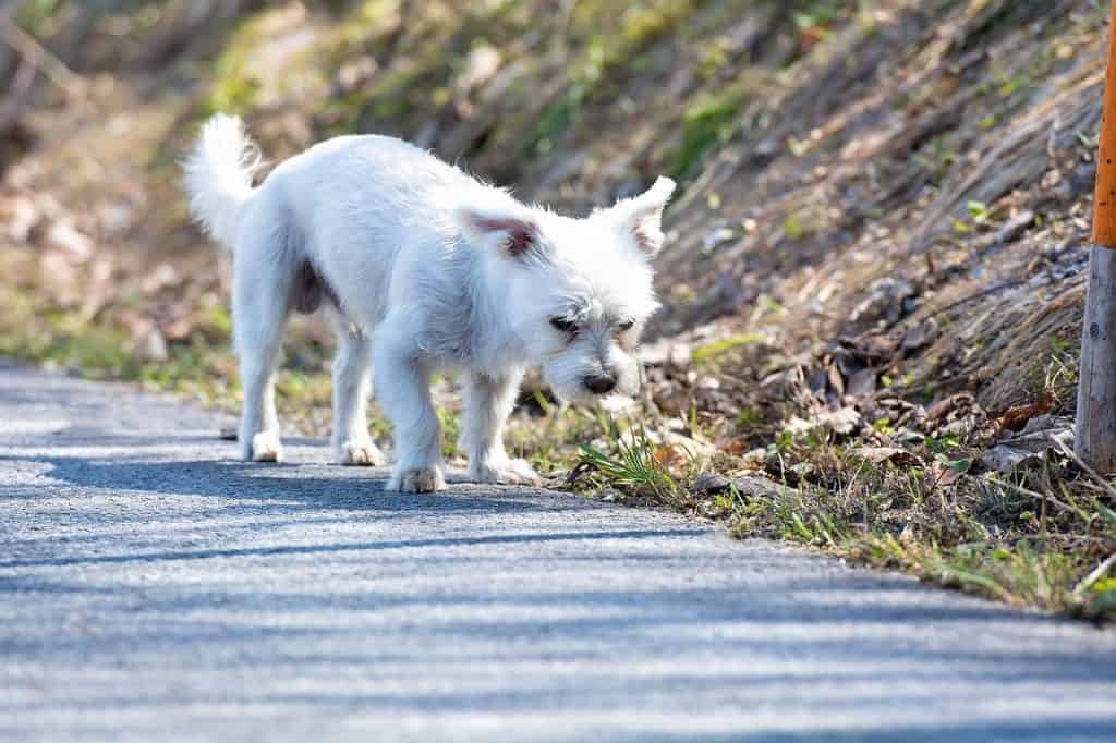 About Maltese Terrier