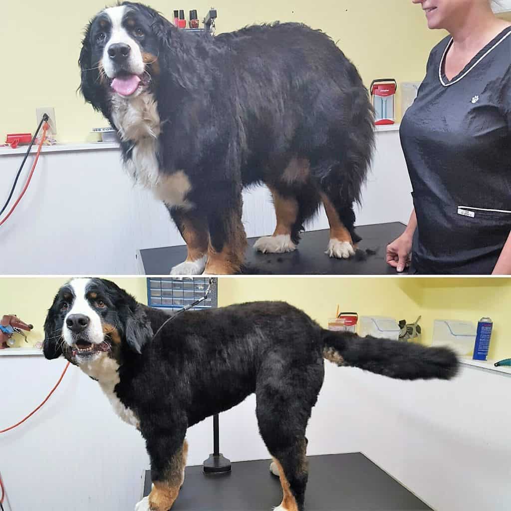 Bernese Mountain Dogs Grooming
