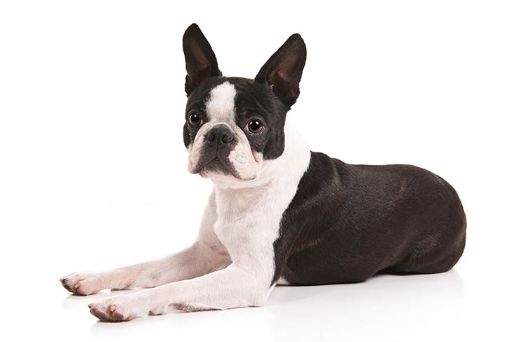 Boston Terrier | Dog Breed Information [Complete Guide]