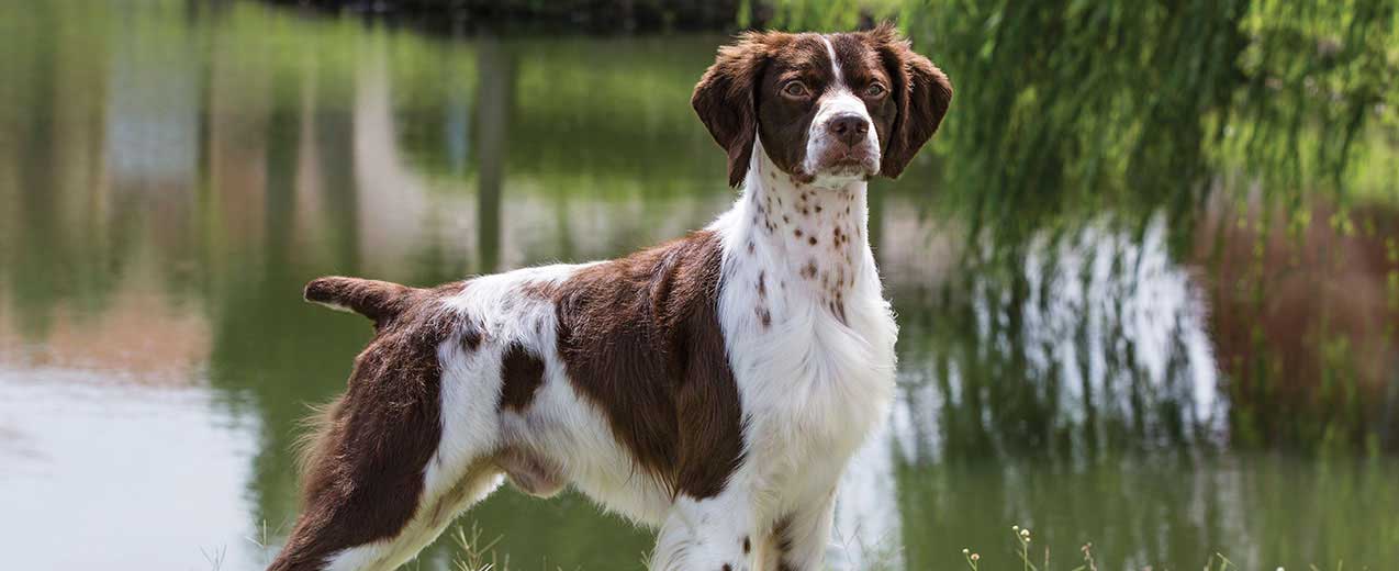 brittany dog personality