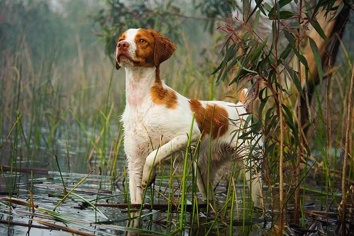 Brittany Spaniels Originate From