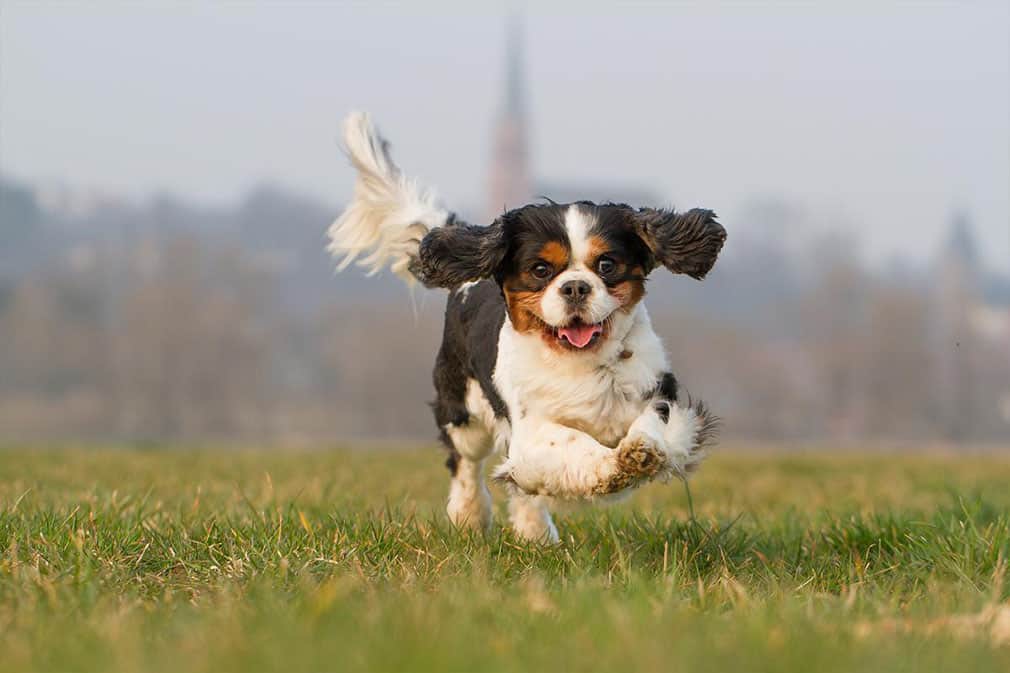Cavalier King Charles Spaniel | Dog Breed Information