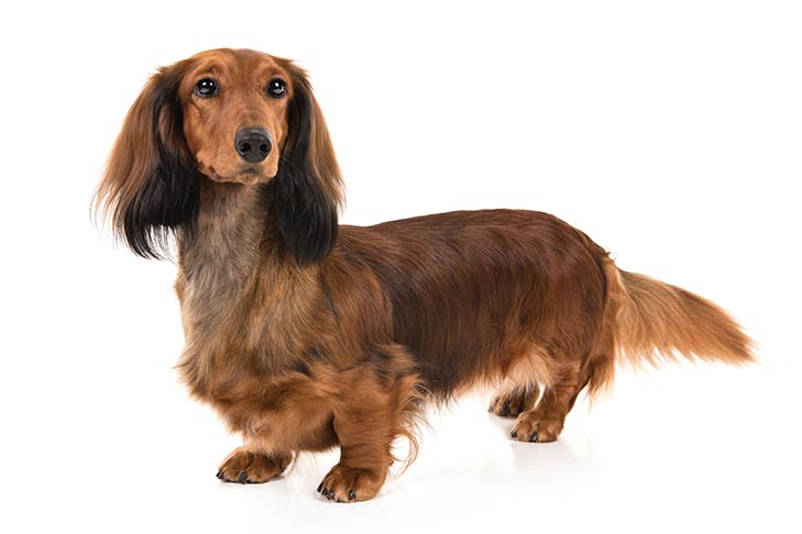 dachshund dog breeds
