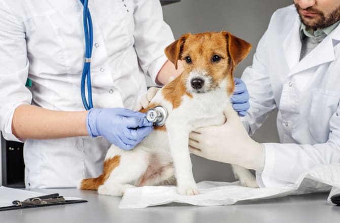 Diagnosis For Dog Allergies