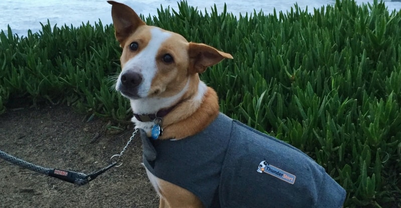 Dog anxiety vest 