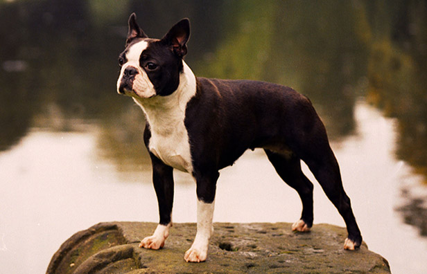 Boston Terrier Dog Breed Information Guide]
