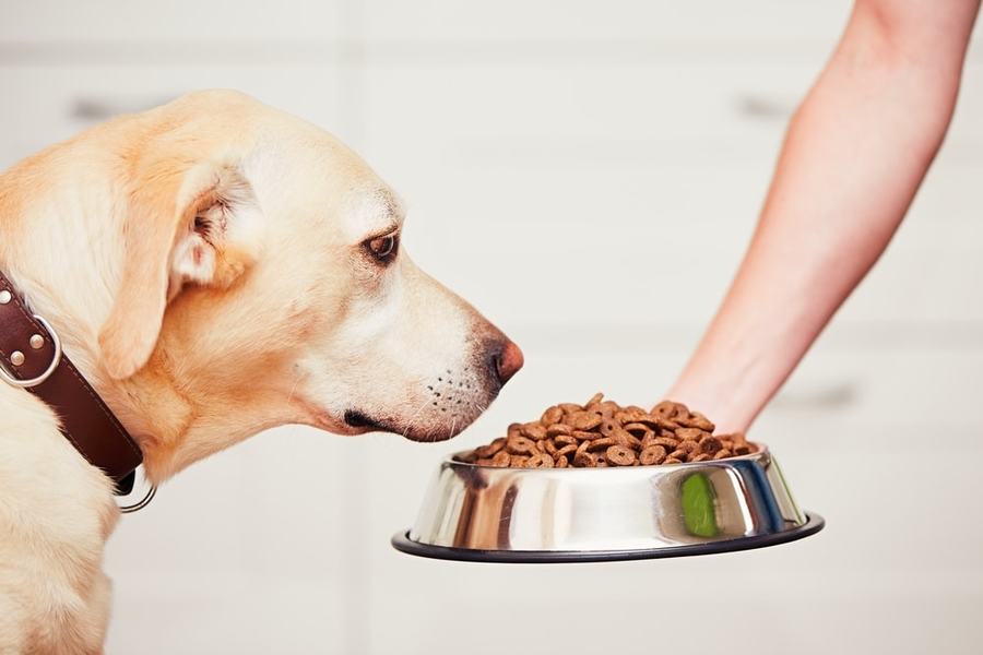 Risks Of Dogs Eating Their Poop