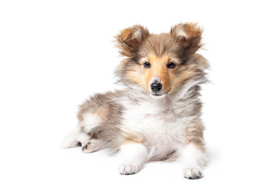 Teapot Supply And Review Mini Sheltie Puppies Uk