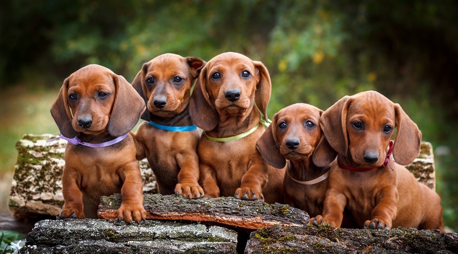 Dachshund Dog Breed Information Complete Guide