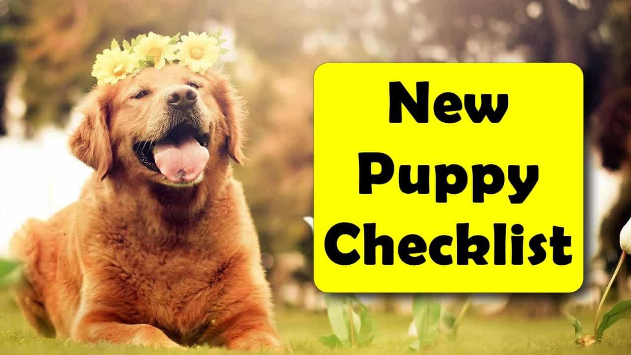 bringing home a new puppy checklist