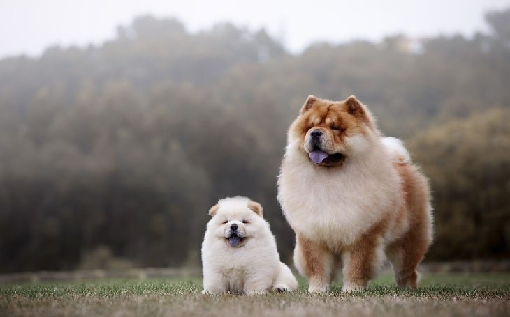 About Chow Chow