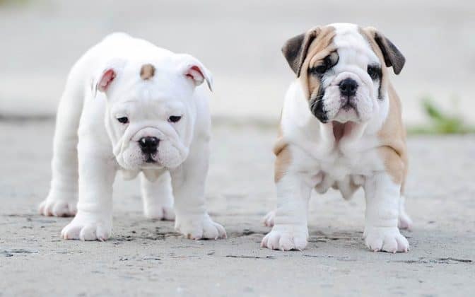 English Bulldog | Dog Breed Information [Complete Guide]