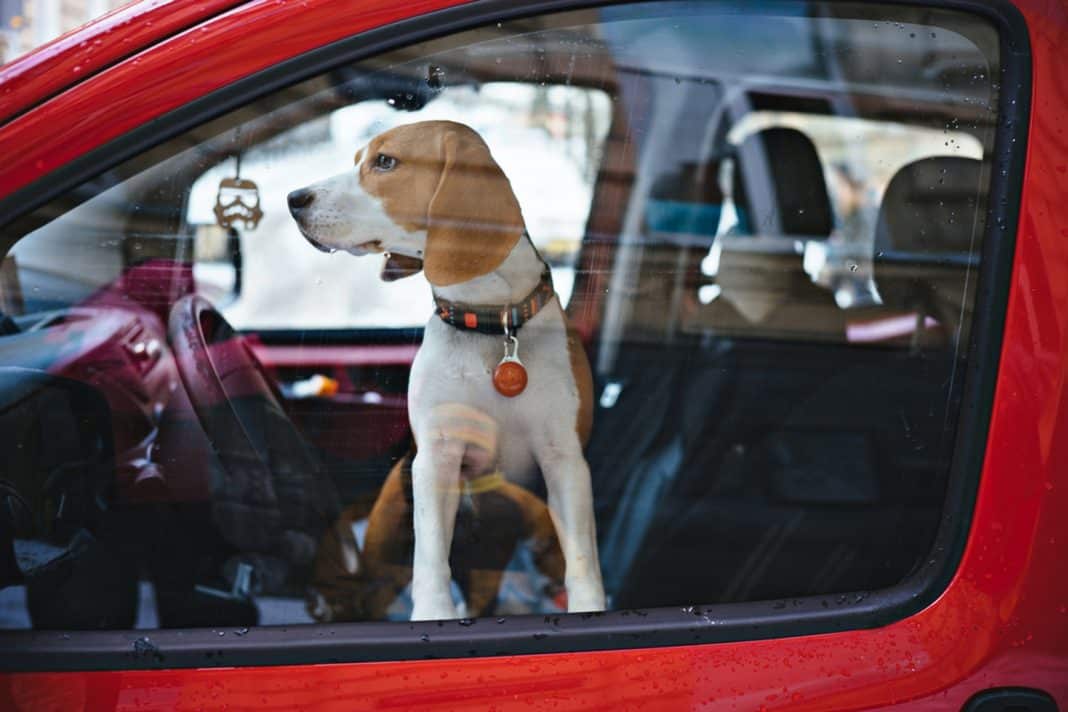 You must NEVER leave your dog locked in a car alone.