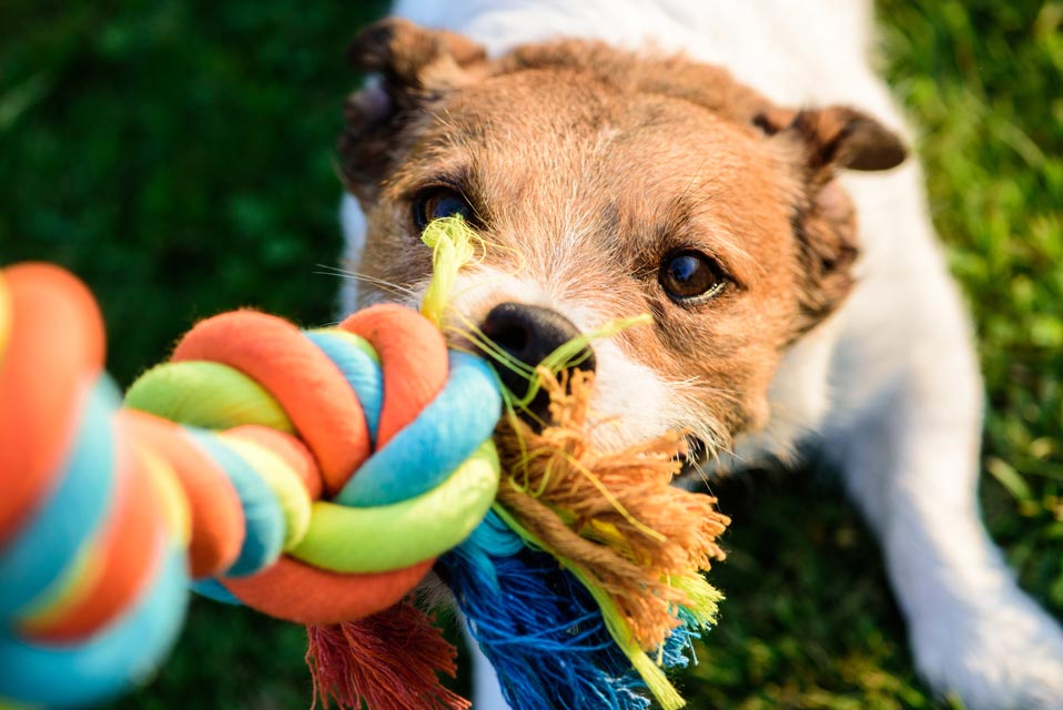 Keeping Your Dog Entertained